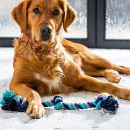 Dog sat On Floor with rope | Ultimate Flooring Design Center