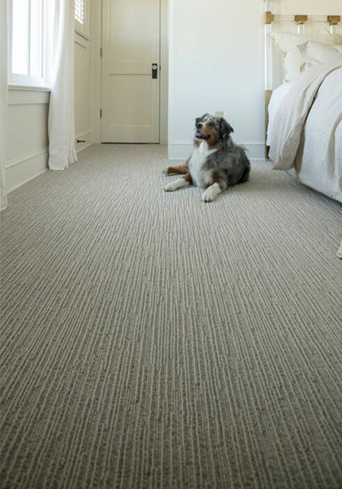 Dog on carpet floor | Ultimate Flooring Design Center